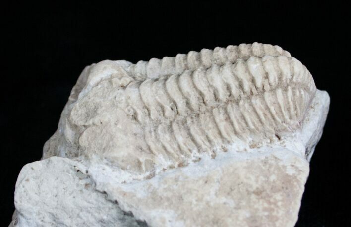 Inch Calymene Celebra Trilobite #4310